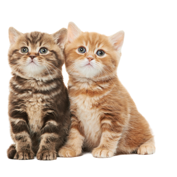 Assets_bbec539a-179d-4c69-9022-31a148886a0d.png